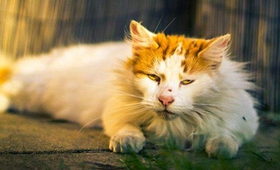 土耳其梵貓怎么訓練聽話 土耳其梵貓不聽話解決辦法