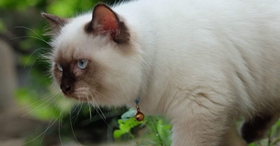 怎么訓(xùn)練喜馬拉雅貓不吃死老鼠 定時給貓喂飽