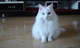 怎么訓(xùn)練安哥拉貓 五招訓(xùn)練乖乖貓咪