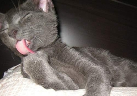 科拉特貓?jiān)趺从?xùn)練 科拉特貓訓(xùn)練方法介紹