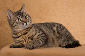 怎么教貍花貓用貓砂 四步輕松教會中國貍花貓