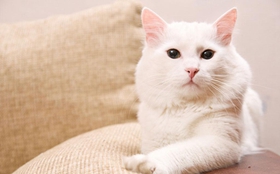 怎樣訓(xùn)練安哥拉貓?zhí)h(huán) 食物誘惑反復(fù)訓(xùn)練法