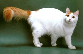 土耳其梵貓不會游泳怎么辦 土耳其梵貓游泳訓練