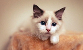 怎么防止伯曼貓亂抓家具 伯曼貓亂抓家具制止方法