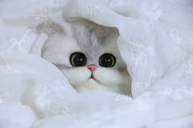 金吉拉貓怎么訓(xùn)練 貓咪訓(xùn)練六大原則