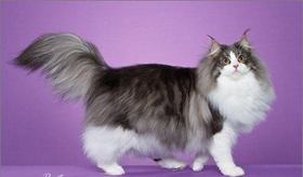 挪威森林貓怎么訓練 貓咪訓練注意事項