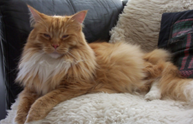 怎么訓(xùn)練西伯利亞貓不叫 做只安靜的西伯利亞貓