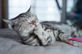 美國短尾貓不聽話怎么辦 美國短尾貓乖巧訓(xùn)練法