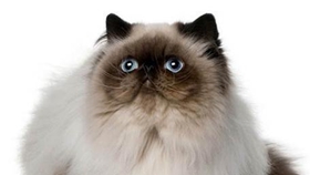 喜馬拉雅貓怎么訓(xùn)練 貓咪訓(xùn)練注意事項