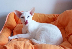 如何訓(xùn)練東方短毛貓不咬人 貓咪咬人要及時(shí)制止