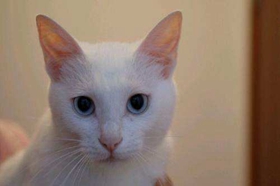 山東獅子貓怎么訓(xùn)練上廁所