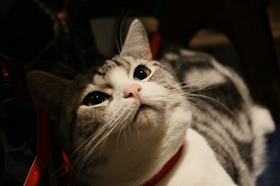 怎么訓(xùn)練美國短毛貓定點排便 美短上廁所訓(xùn)練