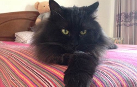 西伯利亞貓握手怎么訓(xùn)練 貓咪握手訓(xùn)練方法