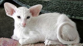 怎么訓(xùn)練東方短毛貓上廁所 從小訓(xùn)練效果好