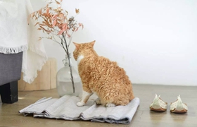 塞爾凱克卷毛貓?jiān)趺从?xùn)練 塞爾凱克卷毛貓訓(xùn)練方法