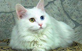 如何訓練土耳其梵貓用馬桶 土耳其梵貓馬桶使用方法