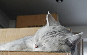 如何訓(xùn)練英國(guó)短毛貓不咬人