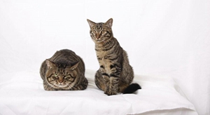 怎么訓(xùn)練貍花貓抓老鼠 貍花貓抓老鼠訓(xùn)練方法