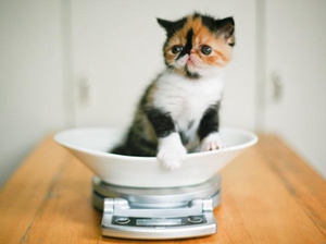 怎么訓(xùn)練貓咪拜年 貓咪訓(xùn)練之拜年