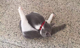 英國(guó)短毛貓犯錯(cuò)怎么懲罰 英短犯錯(cuò)懲罰法