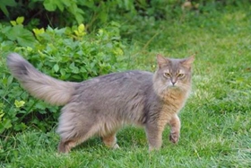 索馬里貓不亂抓家具訓(xùn)練方法