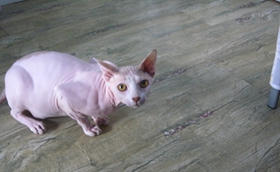 怎么訓(xùn)練加拿大無毛貓用馬桶