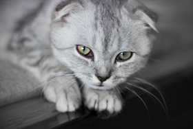 折耳貓很兇怎么訓(xùn)練 折耳貓訓(xùn)練方法