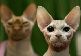 如何訓(xùn)練加拿大無毛貓游泳 詳細(xì)訓(xùn)練步驟