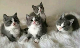 怎么訓(xùn)練藍(lán)貓記住自己名字 俄羅斯藍(lán)貓訓(xùn)練之記名字