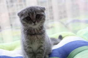 蘇格蘭折耳貓?jiān)趺从?xùn)練 折耳貓訓(xùn)練技巧分享