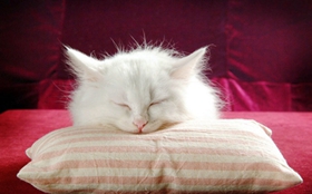 怎么訓(xùn)練波斯貓用貓砂 波斯貓訓(xùn)練原則