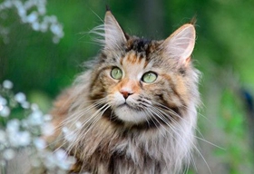 緬因貓犯錯怎么辦 貓咪犯錯訓(xùn)練方法