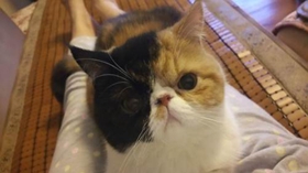 加菲貓亂撒尿怎么辦 訓(xùn)練加菲貓不亂撒尿四個(gè)方法