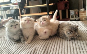 如何訓(xùn)練加菲貓不鉆被窩 寵物貓不鉆被窩的方法