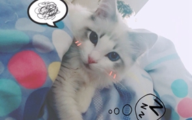 如何訓練布偶貓用貓抓板 貓抓板妙用視頻