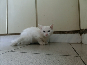 怎么訓(xùn)練山東獅子貓不咬人 山東獅子貓訓(xùn)練