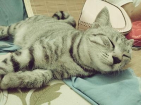 怎么訓練美國短尾貓不咬人