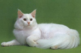 怎么訓(xùn)練緬因貓裝死 科學(xué)的訓(xùn)練技巧