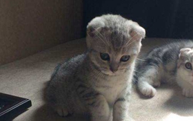 如何訓(xùn)練折耳貓不跳床 蘇格蘭折耳貓制止跳床方法