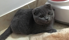 怎樣訓(xùn)練英國短毛貓用馬桶