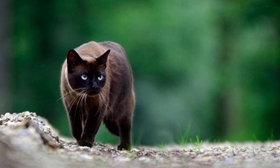 怎么訓(xùn)練東奇尼貓用馬桶