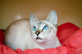 怎么讓暹羅貓聽話 訓(xùn)練暹羅貓的方法