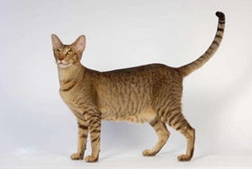 東方短毛貓怎么訓(xùn)練 東方短毛貓訓(xùn)練訣竅