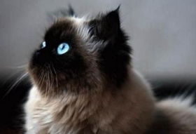 怎么訓(xùn)練喜馬拉雅貓睡在貓窩 反復(fù)訓(xùn)練養(yǎng)成習(xí)慣