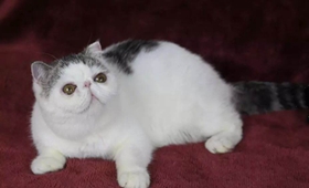 如何讓加菲貓乖巧聽話 加菲貓訓練技巧視頻