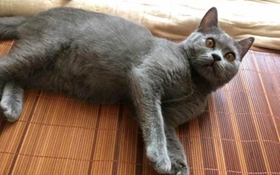 怎么訓練俄羅斯藍貓和你握手 貓貓握手訓練視頻