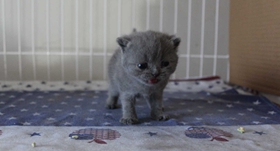 如何訓(xùn)練俄羅斯藍(lán)貓用馬桶 藍(lán)貓用馬桶指南