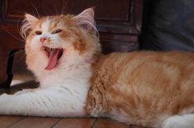 貓咪脾氣很臭怎么訓(xùn)練 貓咪壞脾氣訓(xùn)練