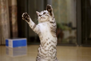 怎么訓(xùn)練貓咪優(yōu)雅站立 貓咪站立訓(xùn)練方法