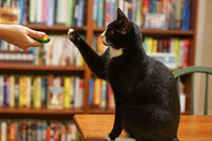 怎么訓(xùn)練貓不咬人 調(diào)教貓咪不再咬人方法